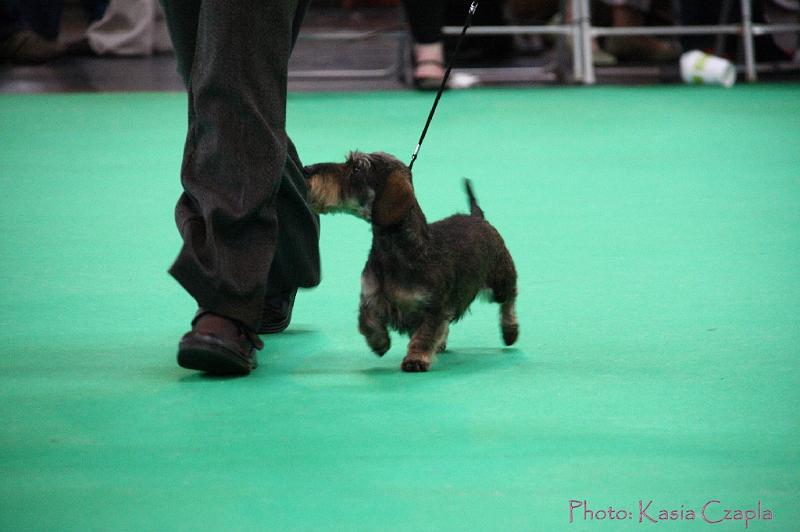 Crufts2011_2 1551.jpg